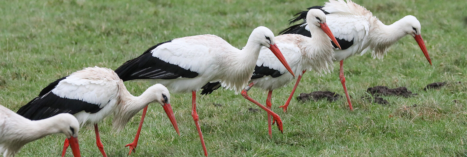 mehrere Störche auf einer Wiese