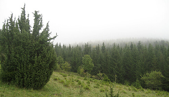 Landschaft in Prim-Albvorland