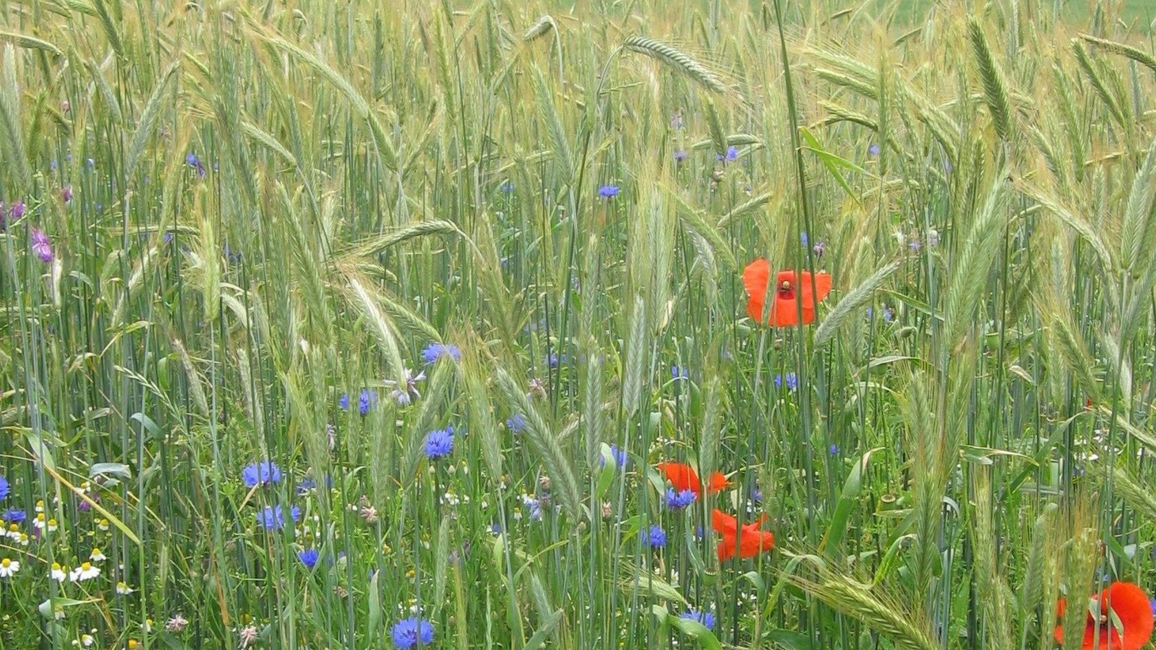 Getreideacker mit Wildkrautflora
