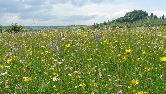 eine reichblühende Natura Mähwiese auf der Alb, im Hintergrund sieht man eine Wacholderheide