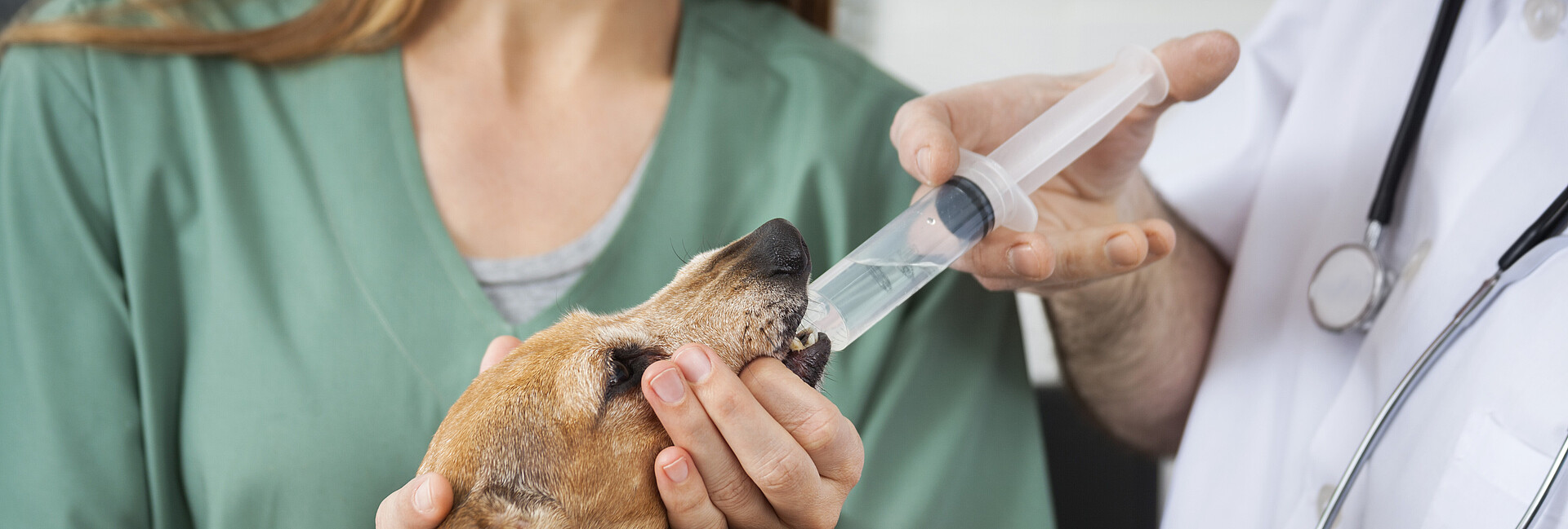 Ein Tierarzt behandelt einen Hund