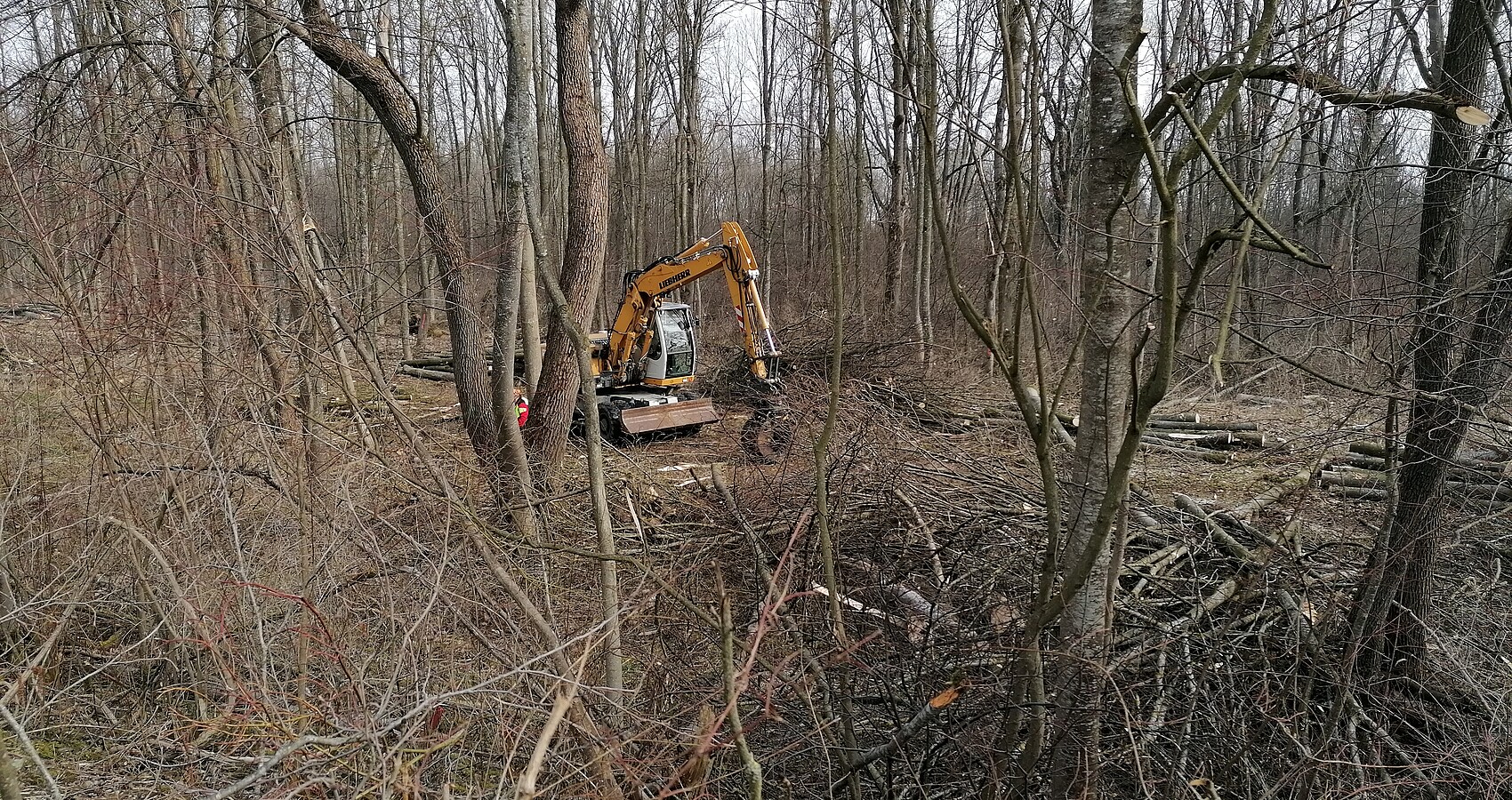 Eine Forstmaschine steht im Wald, um die Baunstämme zu entasten und aufzustappeln