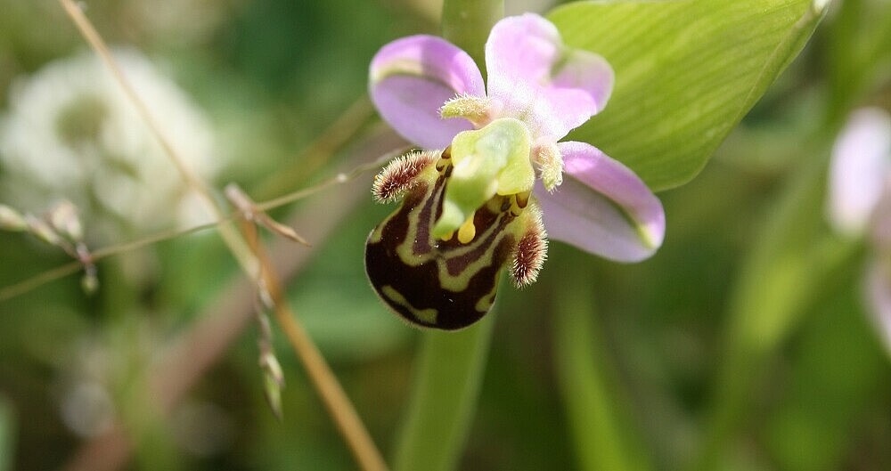 Auf diesem Bild sehen Sie eine ausgefallene Orchideen wie die Bienen-Ragwurz, die männlichen Bienen vortäuscht eine Biene zu sein.