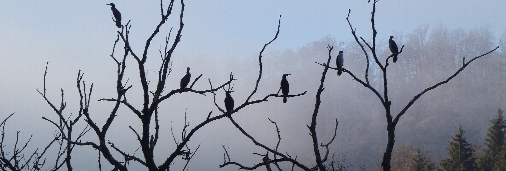Kormorane sitzen auf Bäumen in bei nebligem Wetter