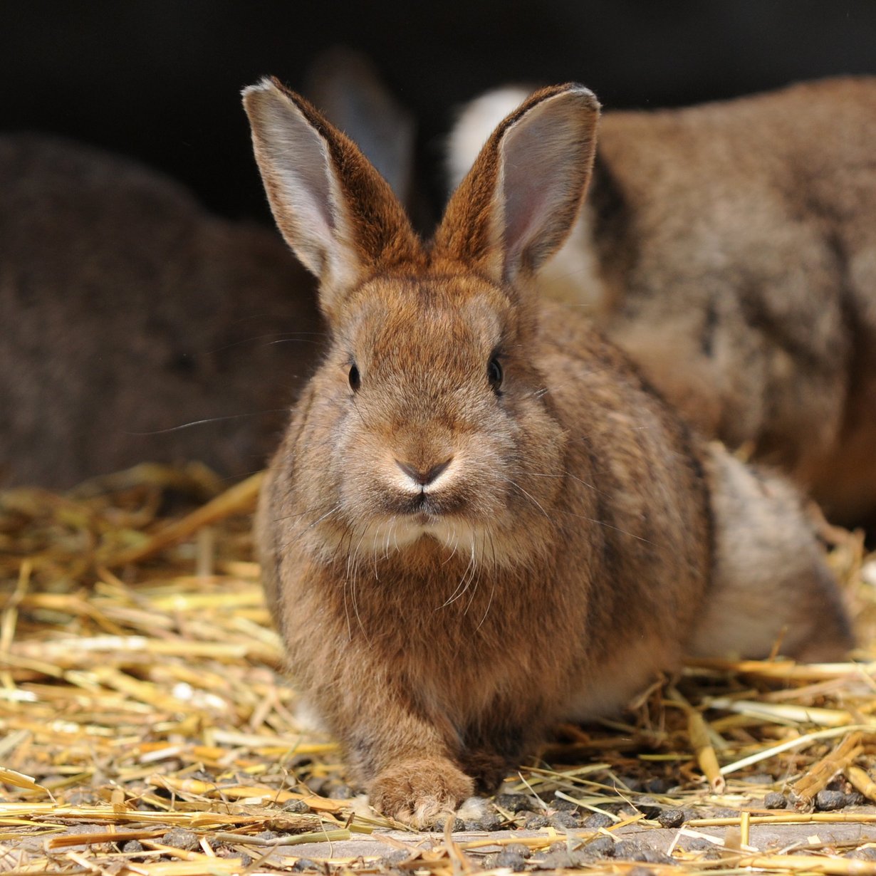 Ein Kaninchen läuft über Stroh auf die Kamera zu.