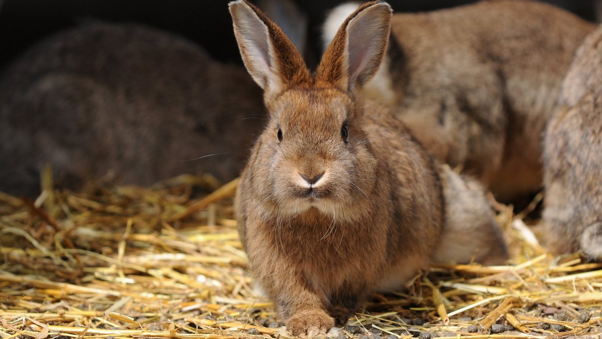 Ein Kaninchen läuft über Stroh auf die Kamera zu.