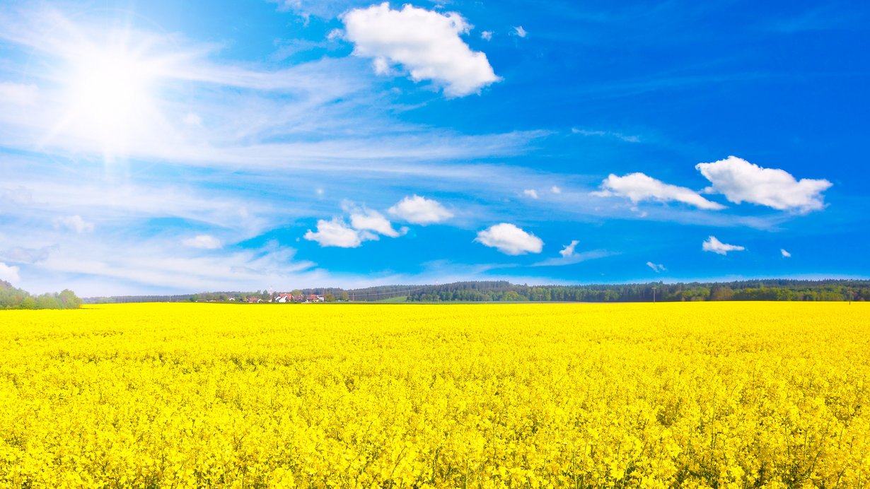 Bild zeigt ein Rapsfeld