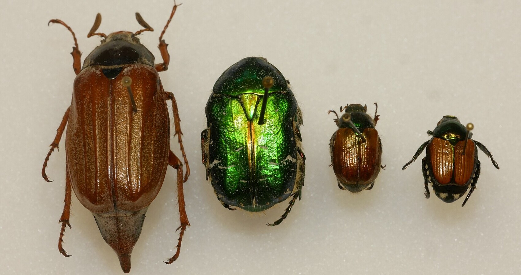 Abbildungen von Maikäfer, Rosenkäfer, Gartenlaubkäfer und Japankäfer