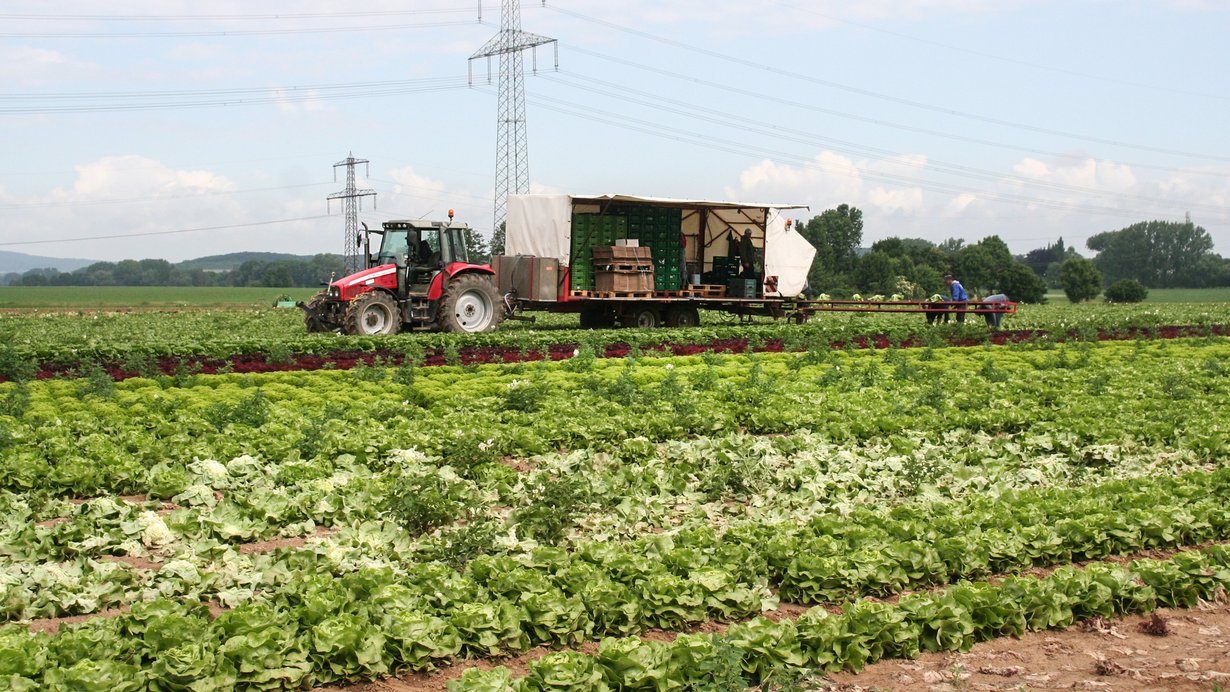 Salaternte in einem Feldgemüsebaubetrieb