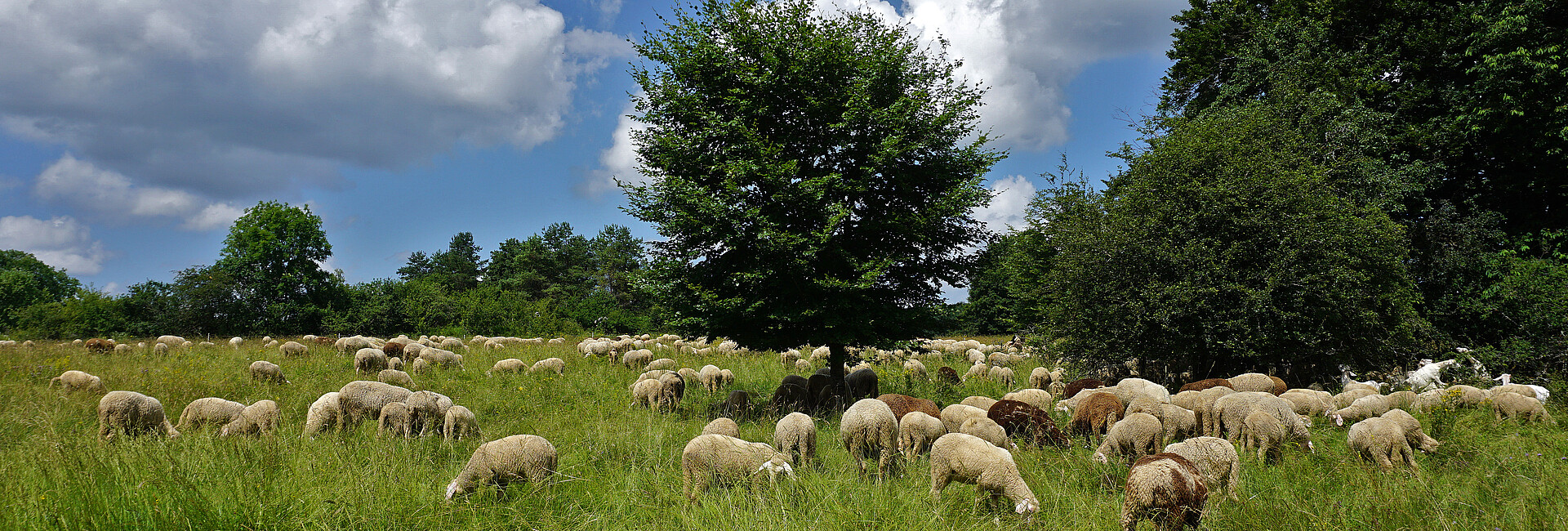 Eine Herde Schafe zieht über die Wacholderheide