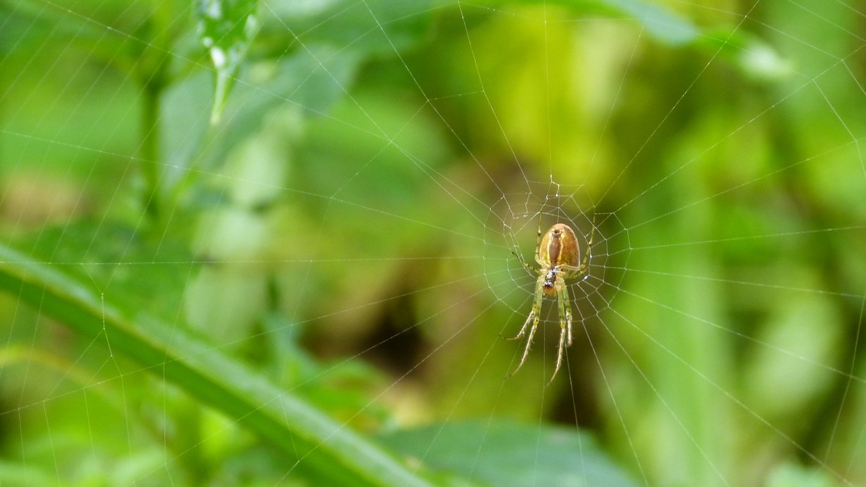 Nahaufnahme einer Spinne mitten in ihrem Netz