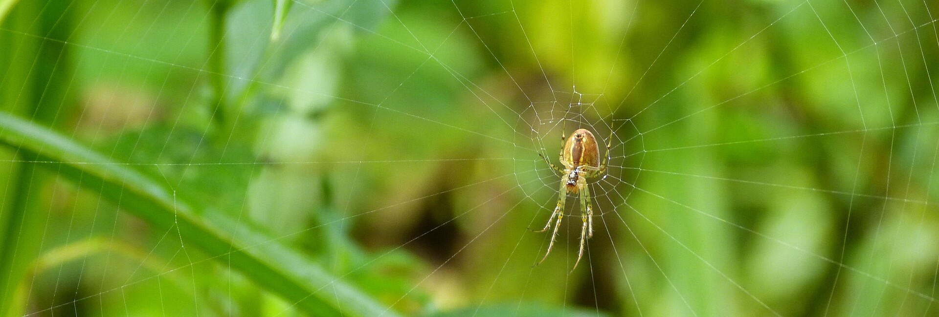 Nahaufnahme einer Spinne mitten in ihrem Netz