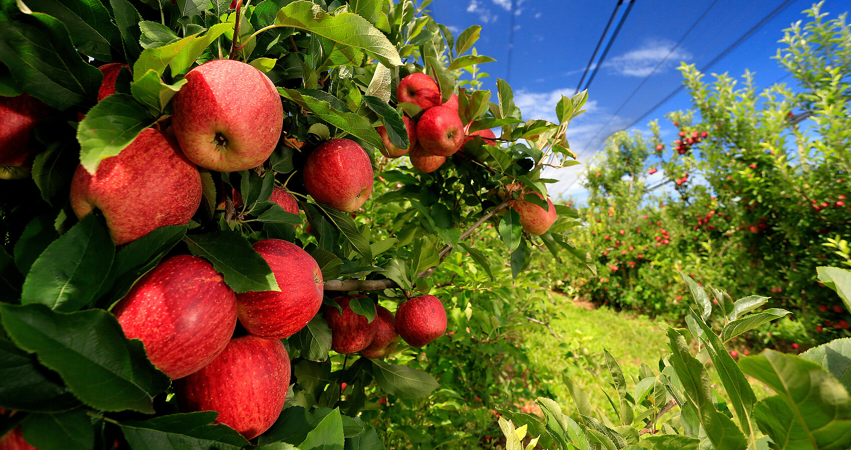 Apfelbaum mit roten Äpfeln