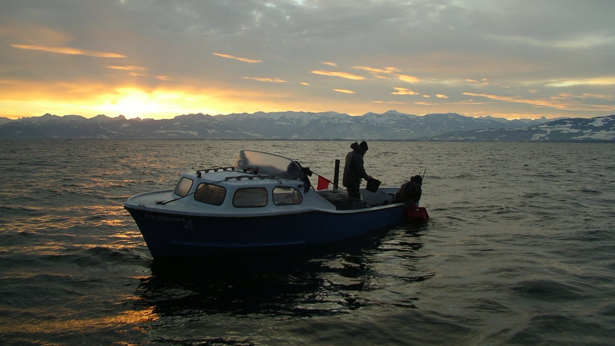 Fischer auf dem Bodensee