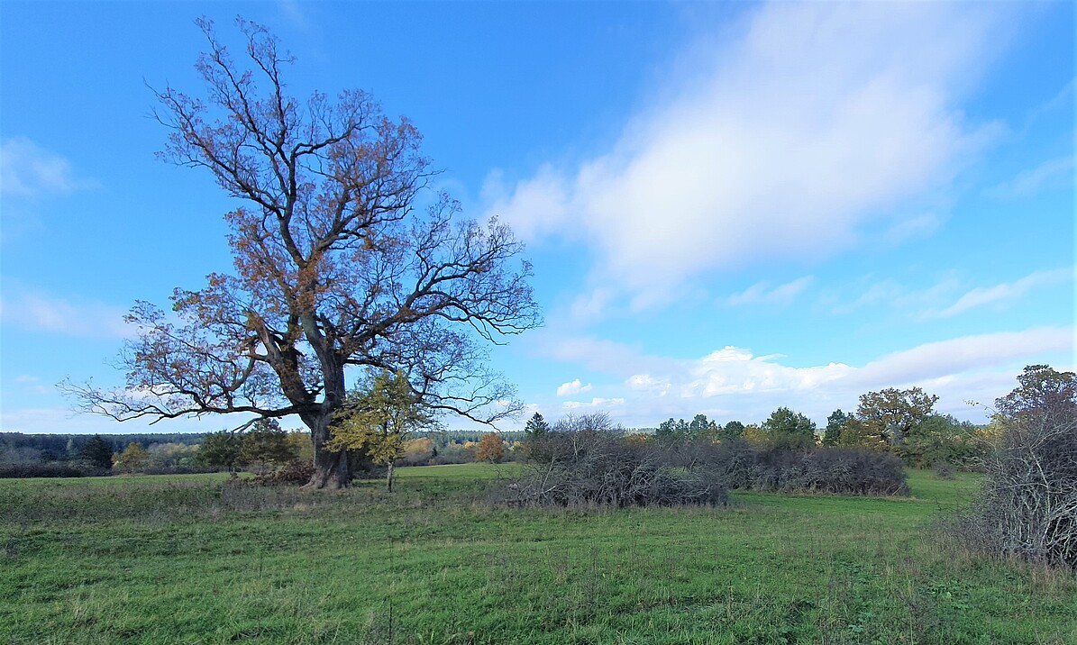 Wiese mit Baum und blauer Himmel