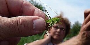 Eine Menschenhand hält zwischen Zeigefinger und Daumen einen grünen Grashüfer