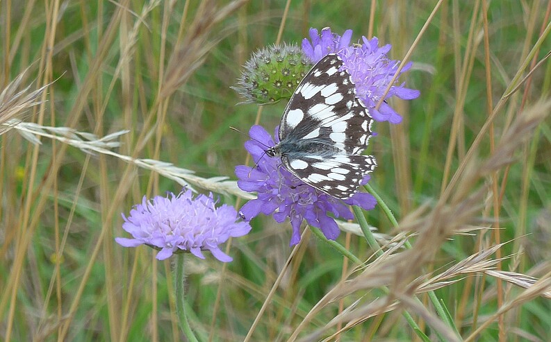 Schachbrettfalter saugt an einer Witwenblume