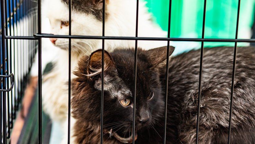 Zwei Katzen, eine schwarz, eine weiß, sitzen in einem Kransportbehältnis und blicken um sich. 