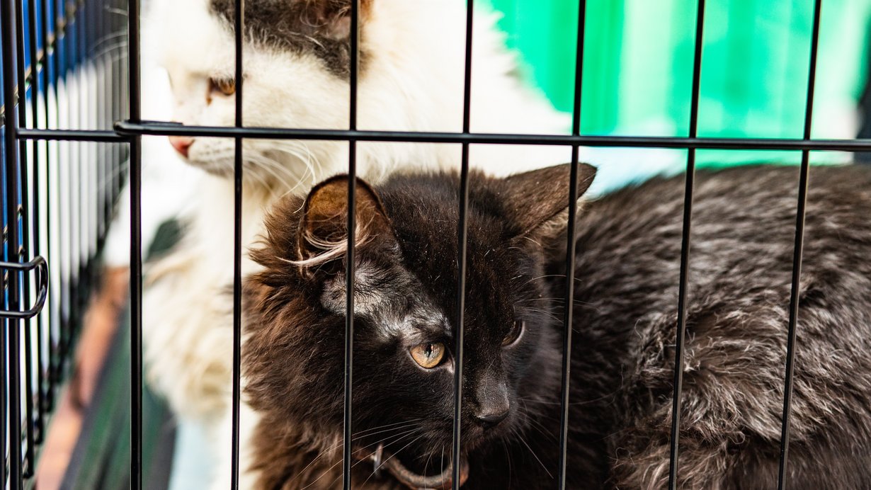 Zwei Katzen, eine schwarz, eine weiß, sitzen in einem Kransportbehältnis und blicken um sich. 