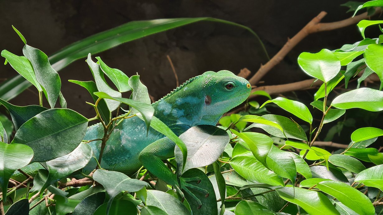 Ein Fidschileguan sitzt gut getarnt in Blattwerk