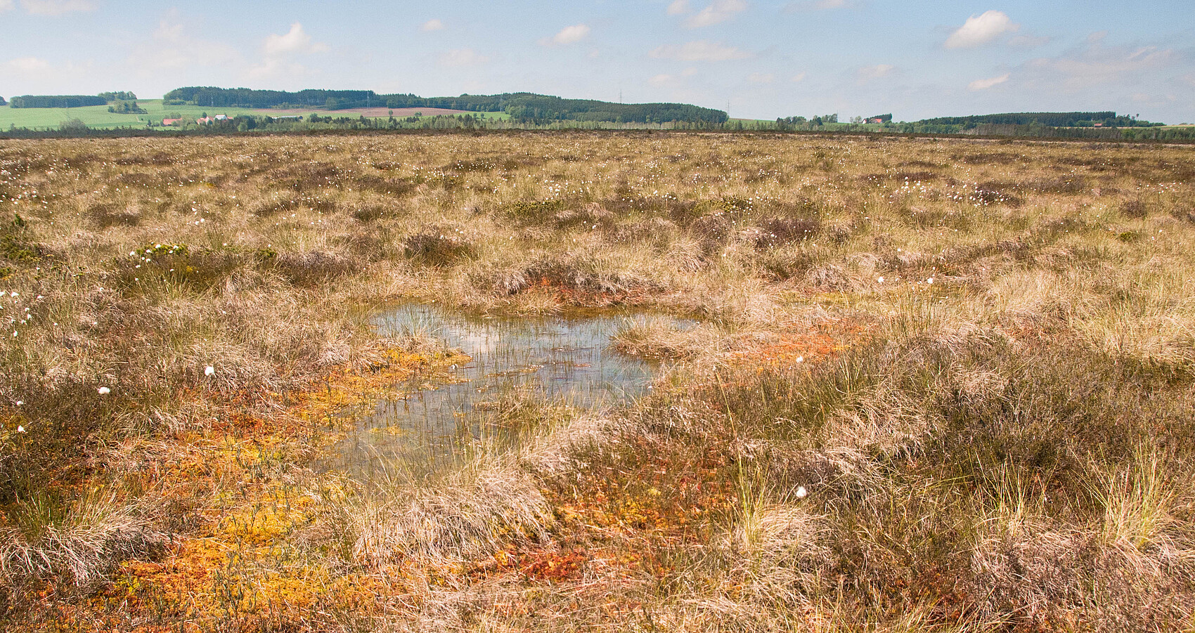 Das Foto zeigt großflächig das Wurzacher Ried. Im Hintergrund ein paar Häuser und eine bewaldete Landschaft