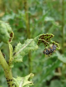 Marienkäfer-Larve am Blatt der Ackerkratzdistel