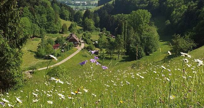 Der Kandelwald bei Stegen-Wittental