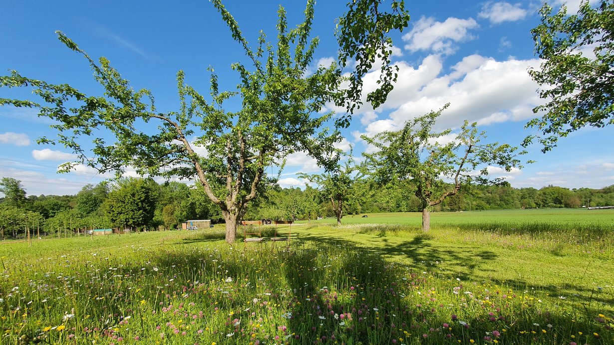 Obstbaum in einer landwirtschaftlichen Fläche