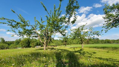 Obstbaum in einer landwirtschaftlichen Fläche