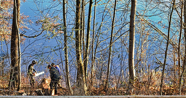 3 Männer mit Motorsägen bei Gehölzarbeiten an einem Waldstück an einem Gewässerufer