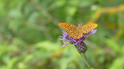 Orangefarbener Schmetterling auf violetter Blüte