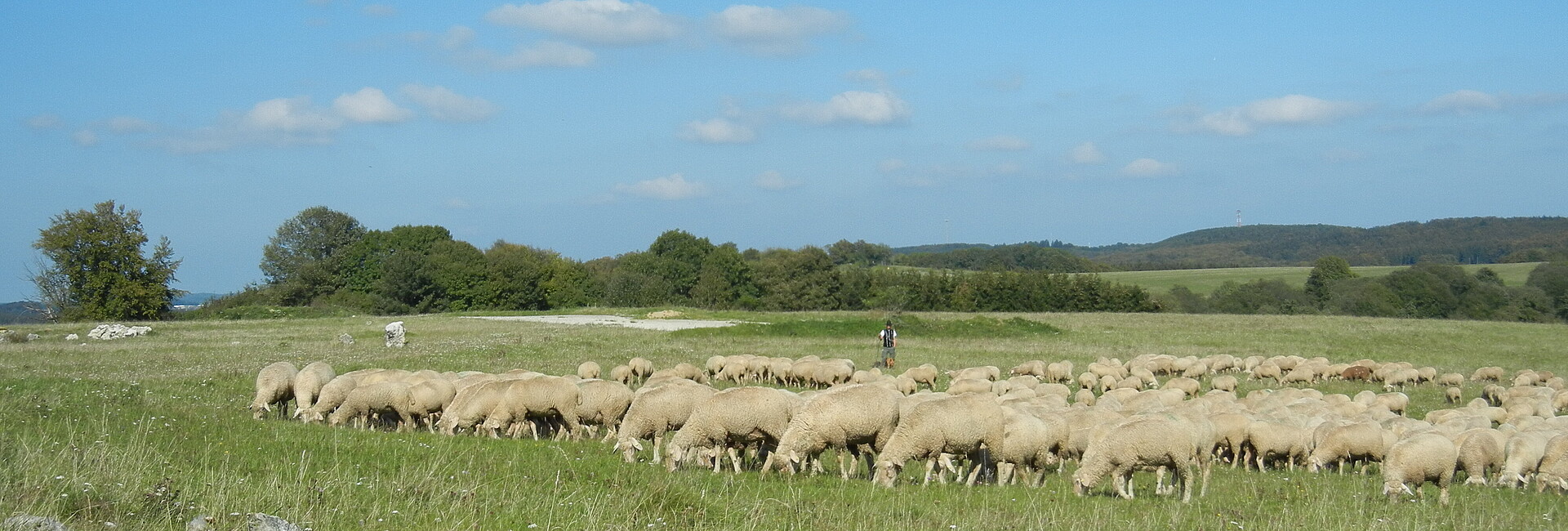 Eine Herde von Schafen ziehen über Wacholderheiden