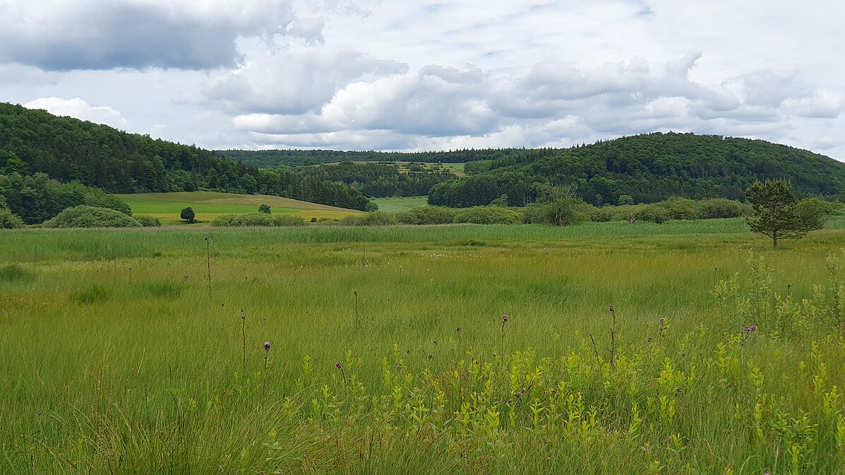Nasswiese und Berge im Hintergrund