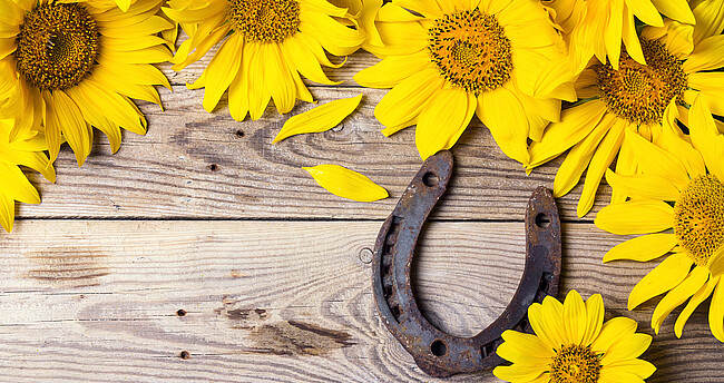 Sonnenblumen mit rostigem Hufeisen auf alten Holzbrettern