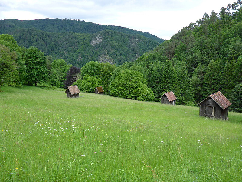 Magere Flachland-Mähwiesen mit traditionellen Heuhütten im Alten Mühlbachtal nordöstlich von Langenbrand