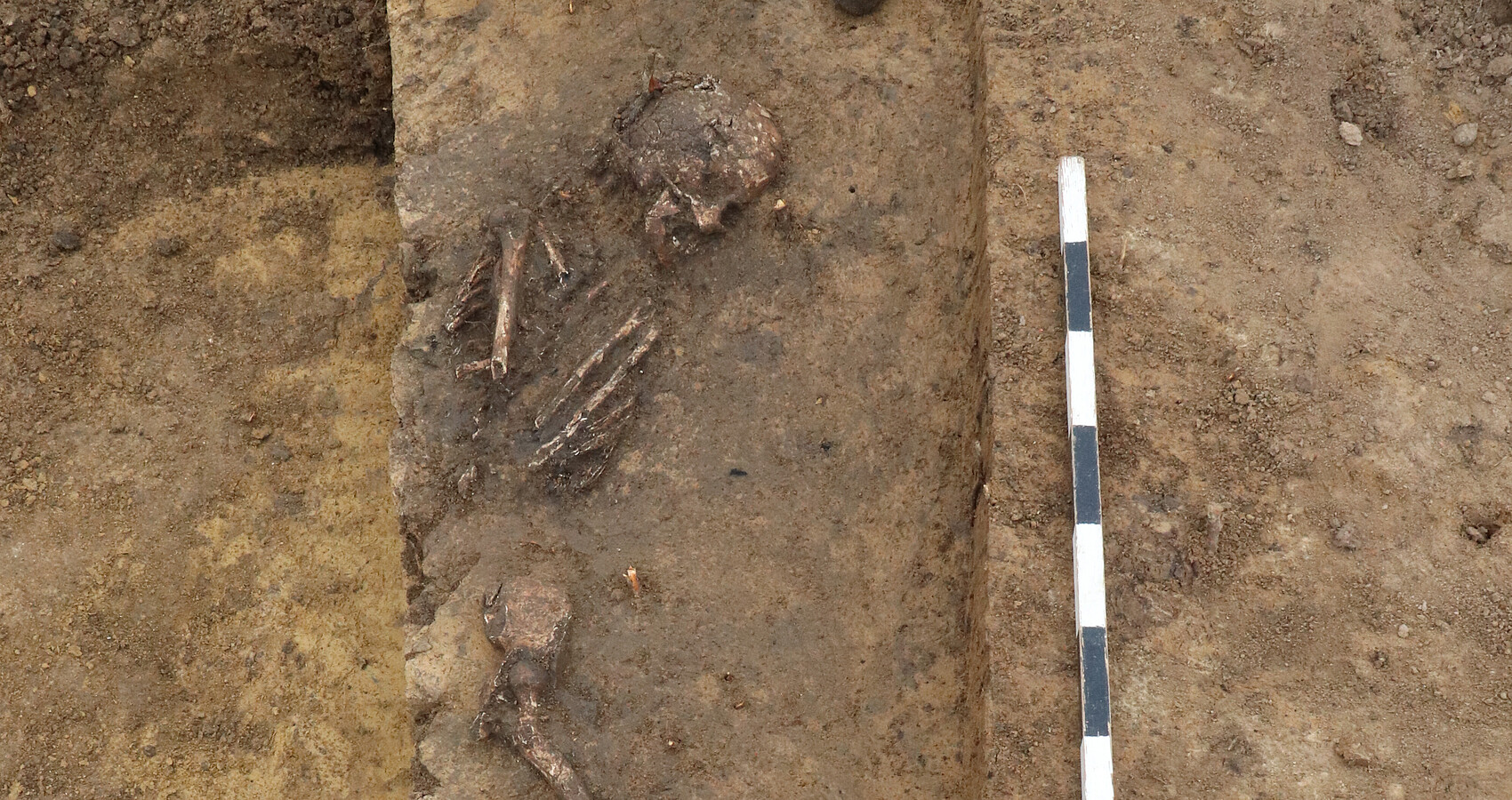 Freigelegtes Skelett der jungsteinzeitlichen Siedlungsbestattung, die im Südwesten der Ausgrabungsfläche in einer Grube geborgen wurde
