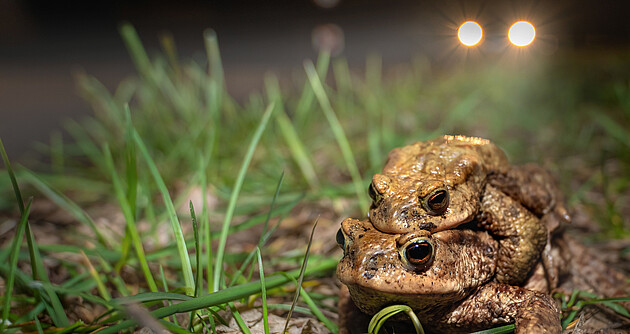 Kröten sitzen aufeinander im Gras