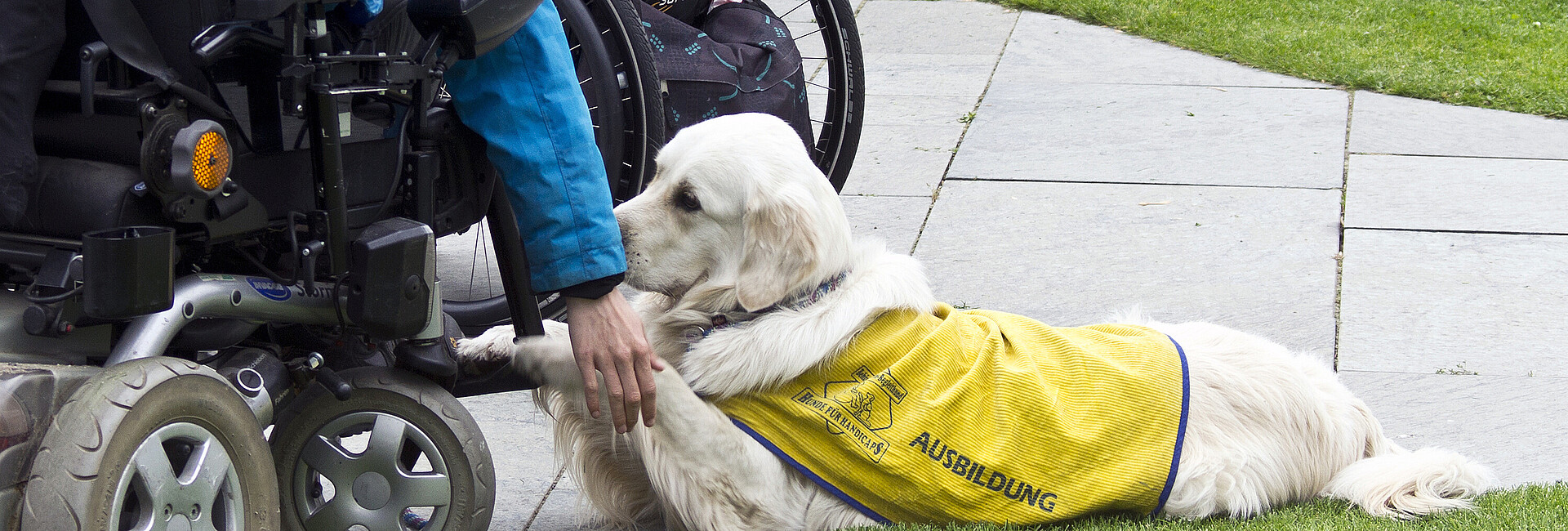 Ein weißer Assistenzhund liegt neben einem Rollstuhl