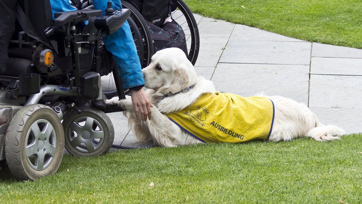 Ein weißer Assistenzhund liegt neben einem Rollstuhl