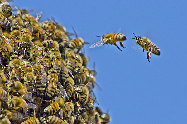 Bienenschwarm, davor sind 2 einzelne Bienen im Flug
