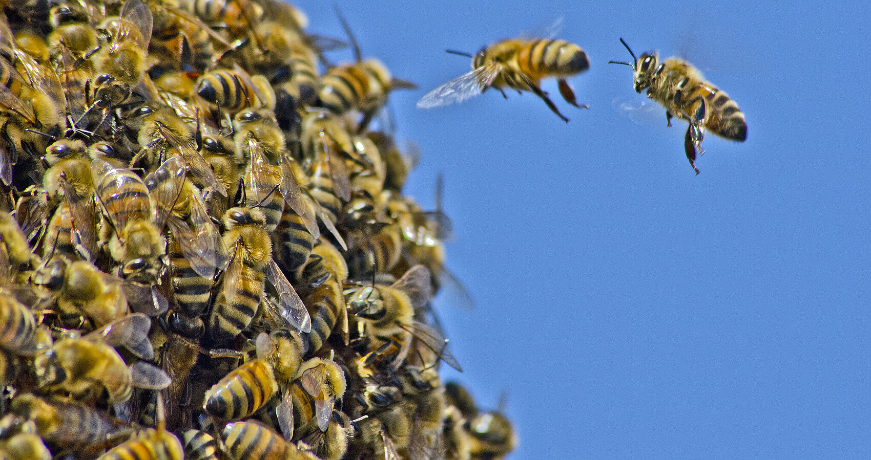 Bienenschwarm, davor sind 2 einzelne Bienen im Flug