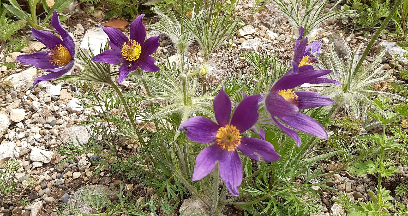 Das Foto zeigt eine lilafarbene Küchenschelle (Pulsatilla vulgaris)