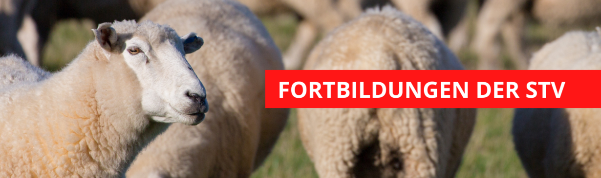 eine Schafherde in Nahaufnahme, darüber der Schriftzug in Rot: veranstaltungen der STV