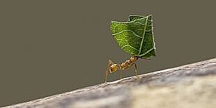 Eine Rote Ameise trägt ein Stück von einem grünen Blatt