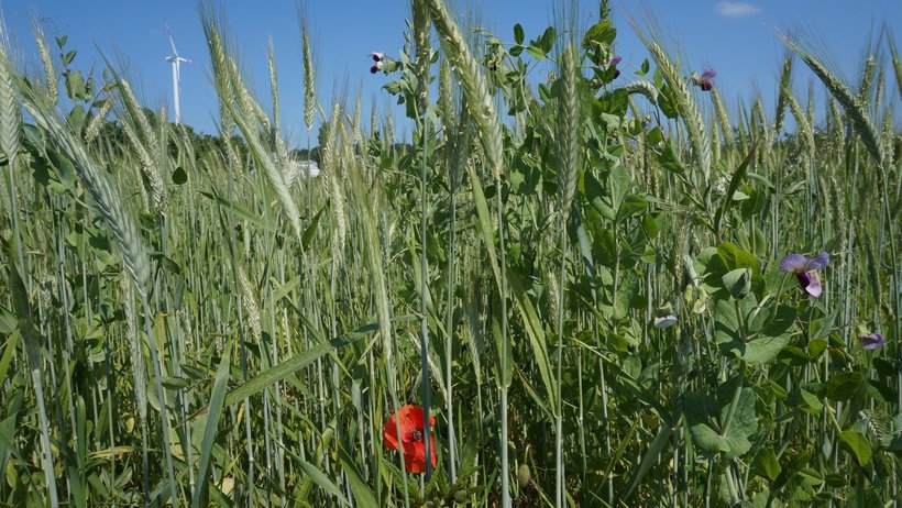 Man blickt in einen Getreideakcer, in dem auch Leguminosen wachsen.