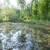Jagdhabitat Fledermäuse Lebensraumytp Nährstoffreiche Seen im Waldgebiet Stöckich