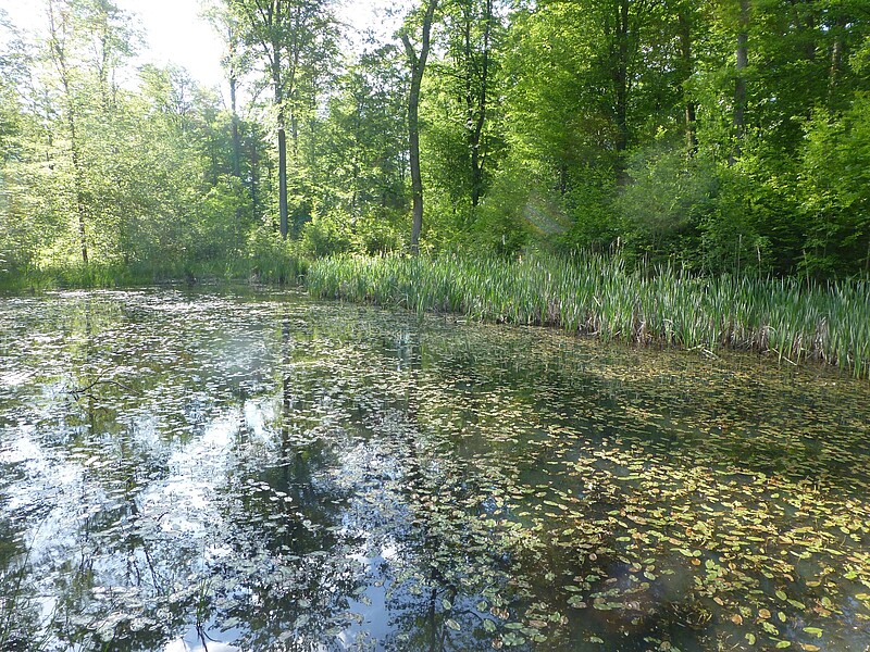 Jagdhabitat Fledermäuse Lebensraumytp Nährstoffreiche Seen im Waldgebiet Stöckich
