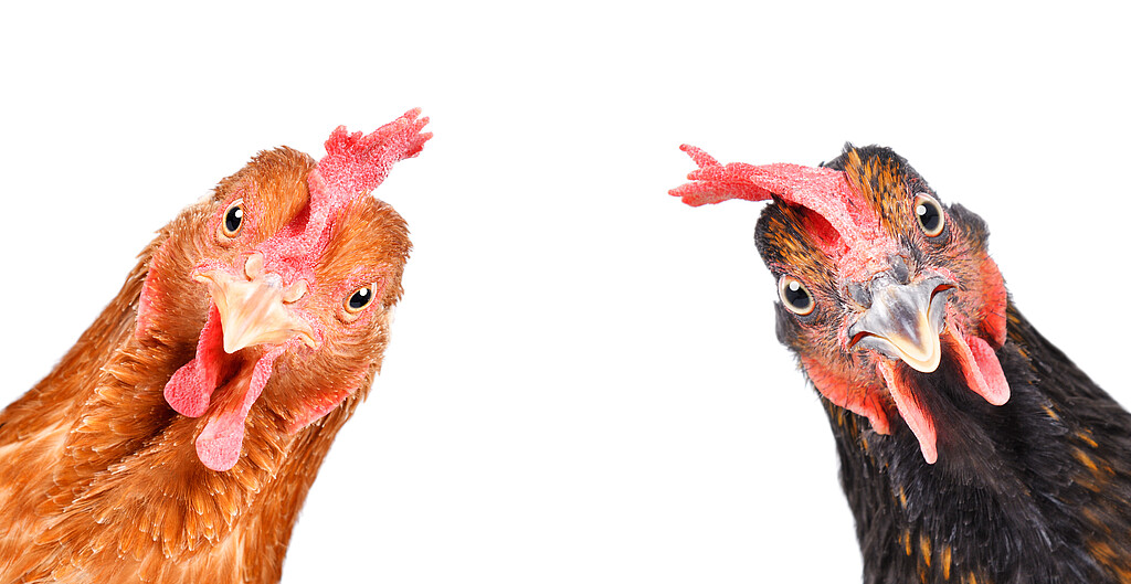 Zwei Hühner - ein hellbraunes Huhn in der linken Ecke und eins dunkelbraunes Huhn in der rechten Ecke