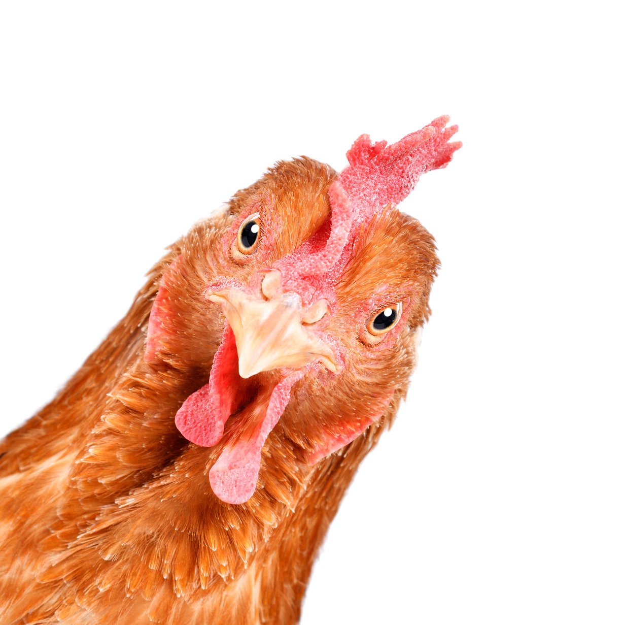 Zwei Hühner - ein hellbraunes Huhn in der linken Ecke und ein dunkelbraunes Huhn in der rechten Ecke