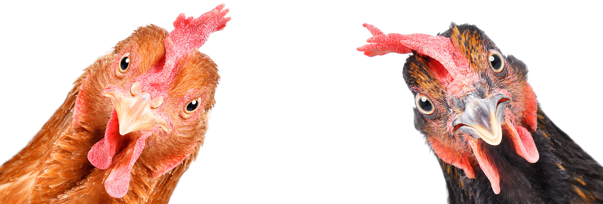 Zwei Hühner - ein hellbraunes Huhn in der linken Ecke und ein dunkelbraunes Huhn in der rechten Ecke